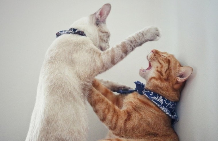 白猫和红猫在打架