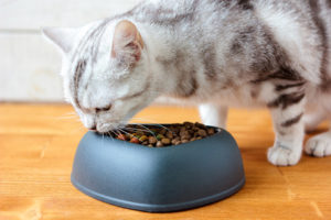一只猫在心形的碗里吃宠物食物