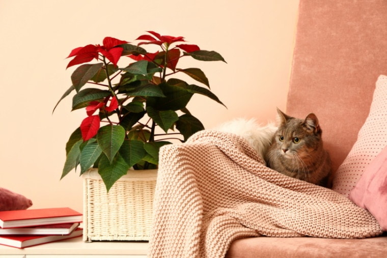 猫坐在沙发旁边的一品红植物