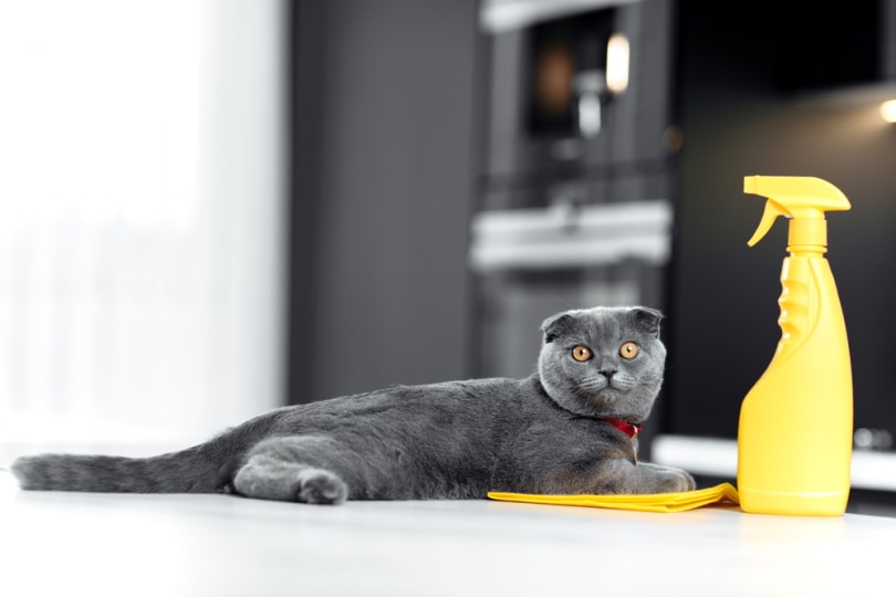 灰色的猫坐在黄色的喷雾器旁