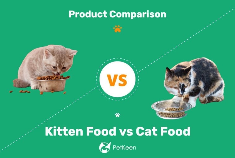 小猫食物vs猫食物
