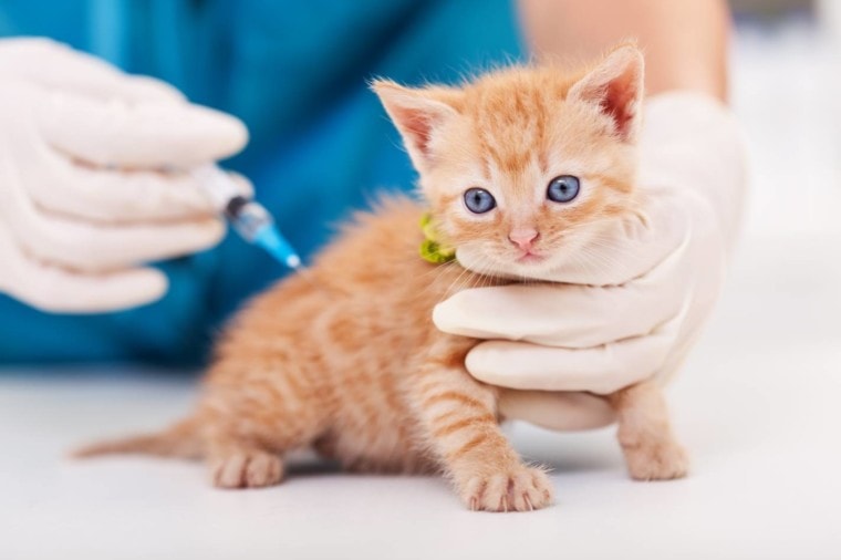 小猫接种疫苗