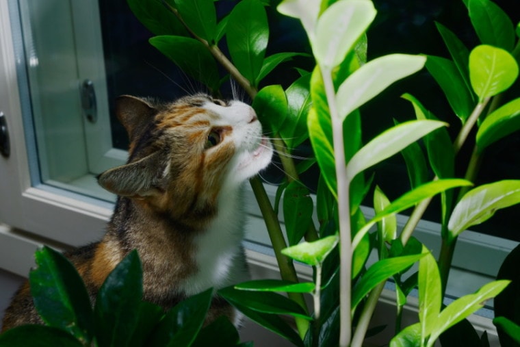 小猫咬了一口植物的叶子