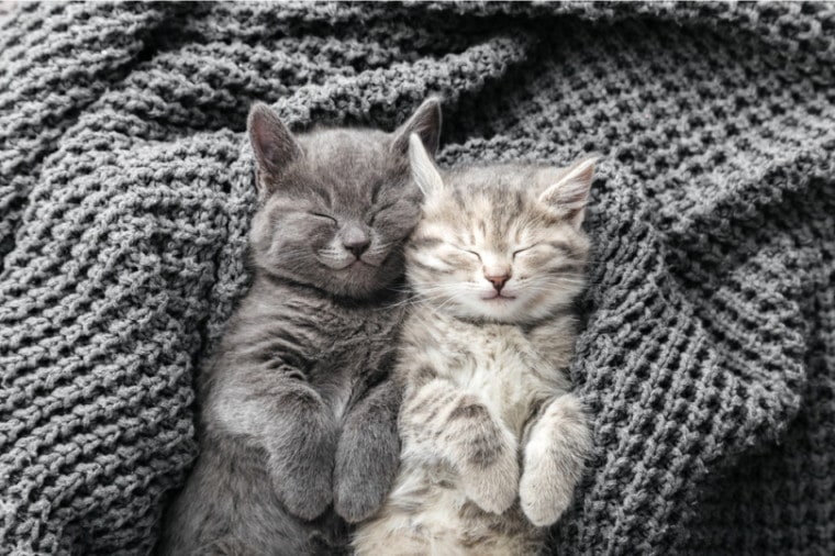 两只小猫睡在被子上