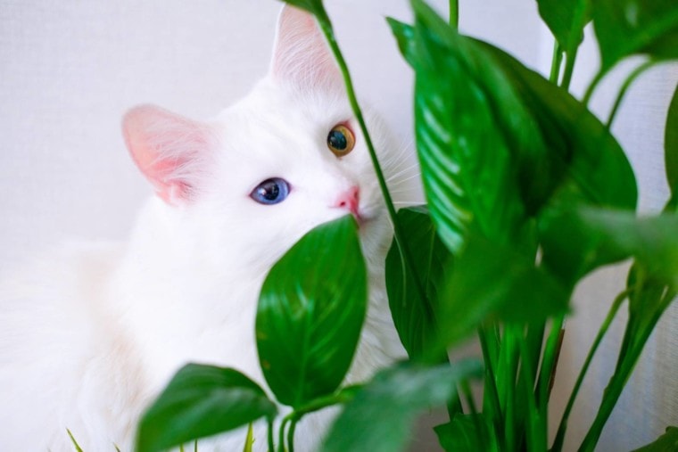 在和平百合叶子后的白色猫