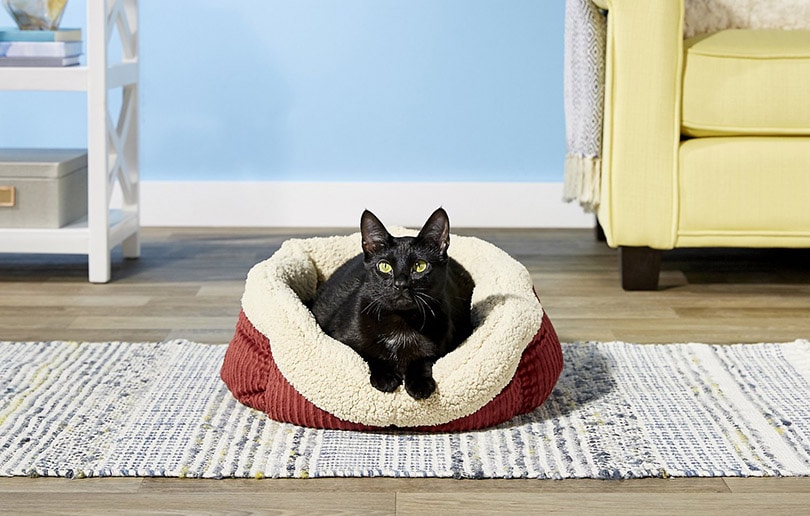 一只黑猫躺在自动暖床上