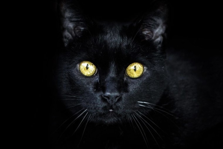 黑暗中眼睛发光的黑猫