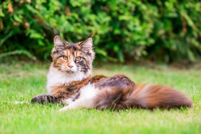 印花布缅因库恩猫躺在草地上