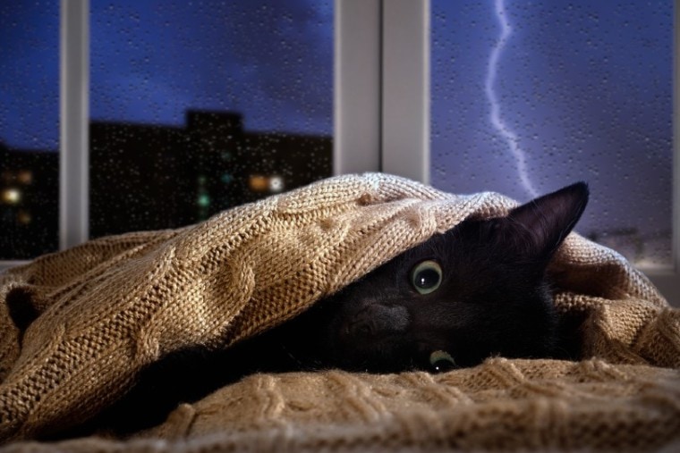 猫害怕雷雨
