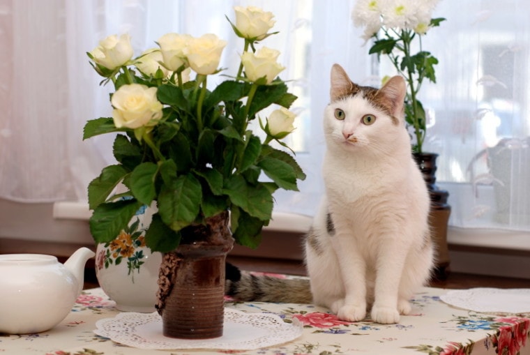 猫坐在花瓶附近，白玫瑰