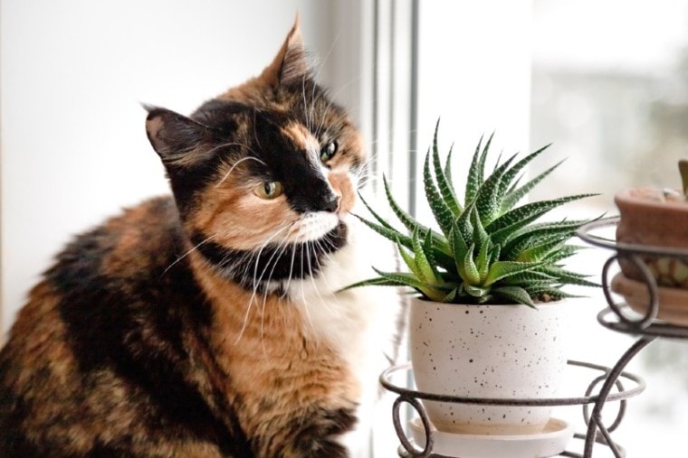 用肉质植物的猫在窗户旁