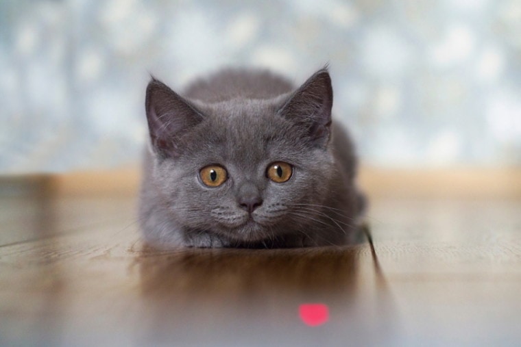 小灰猫在玩激光玩具