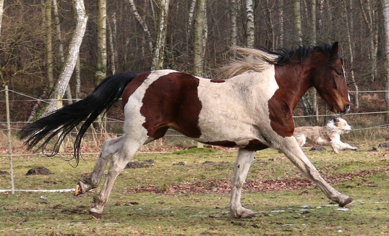 在草地上奔跑的马