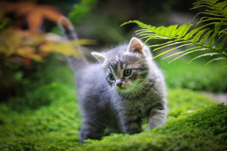 小猫在蕨类植物附近行走