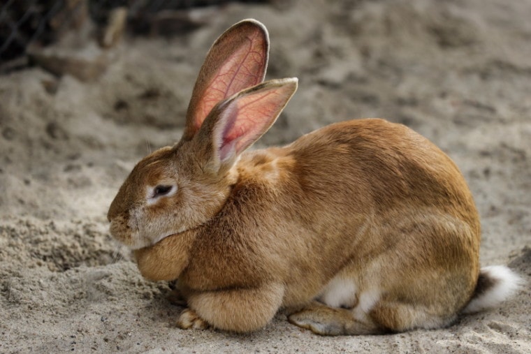 雄性棕褐色巨型兔子
