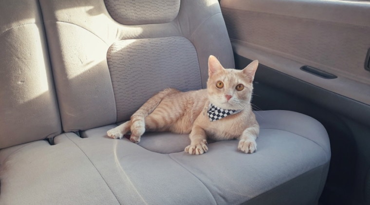 车里的橙色虎斑猫