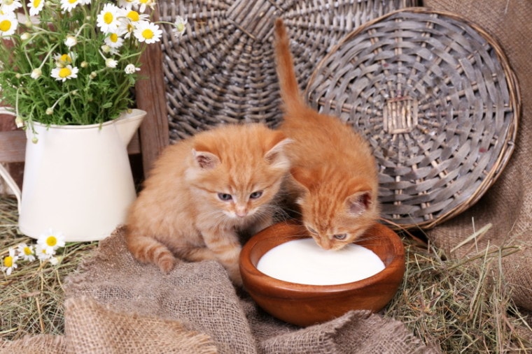 红小猫喝牛奶