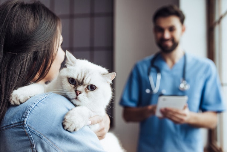 兽医和兽医的猫