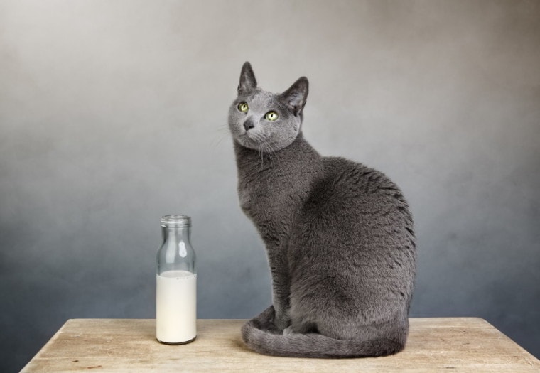 俄罗斯蓝猫和奶中的牛奶
