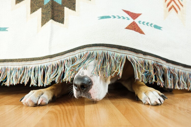 狗害怕躲在床上毯子下