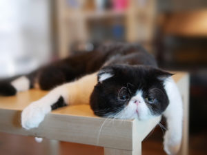 躺在桌子上的毛刺猫，看上去很难过