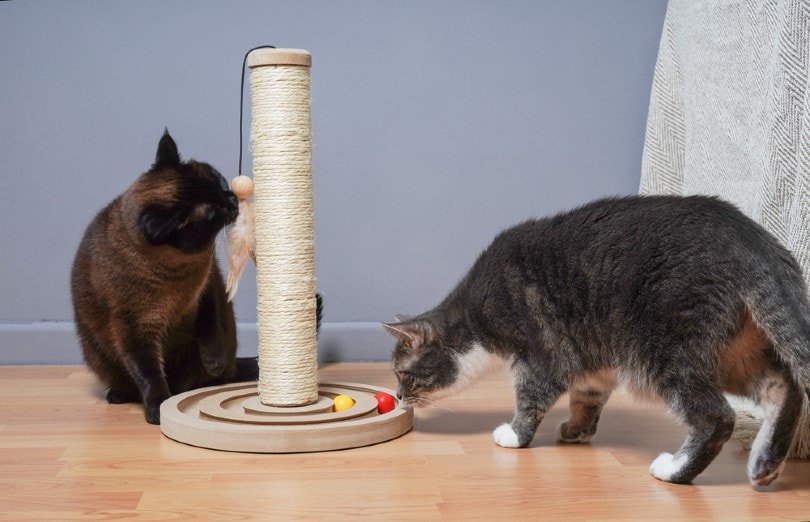 两只猫在家里玩玩具