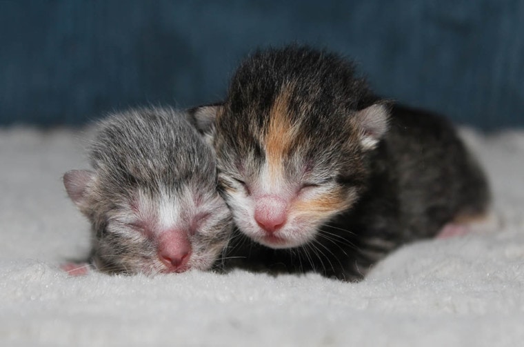 两只新生小猫