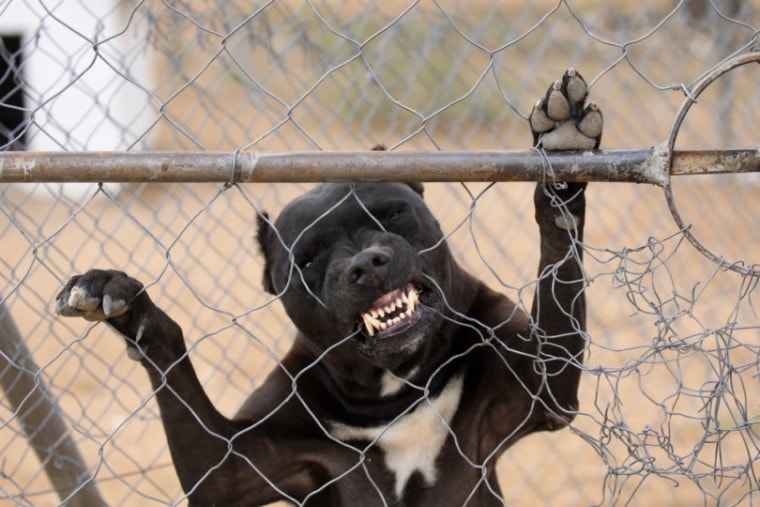黑色斗牛犬在篱笆上咬