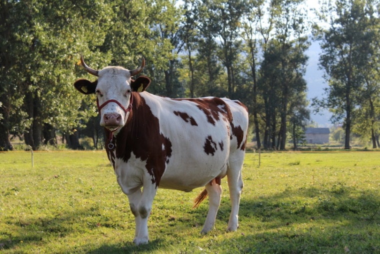 奶牛站在草地上