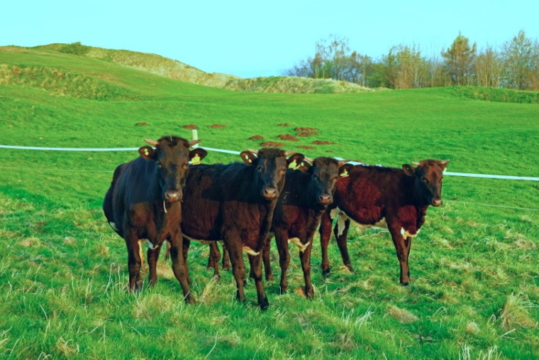 格洛斯特牛在草地上繁殖