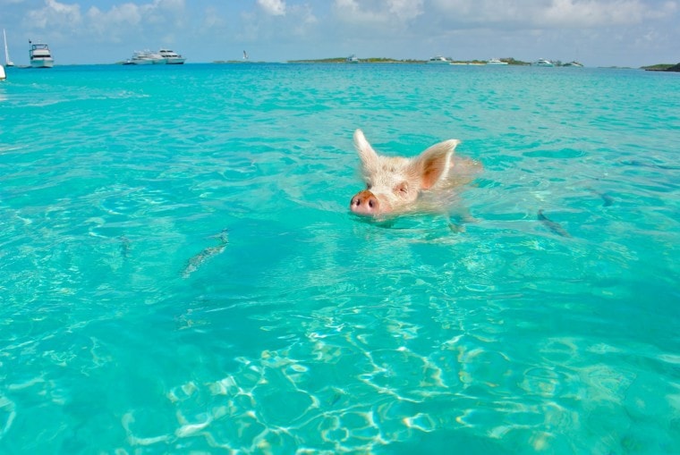 猪游泳