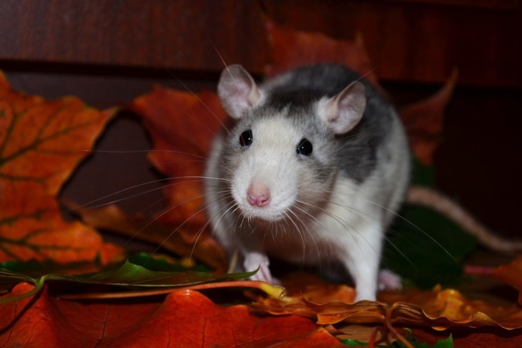 老鼠走在干燥叶子在晚上