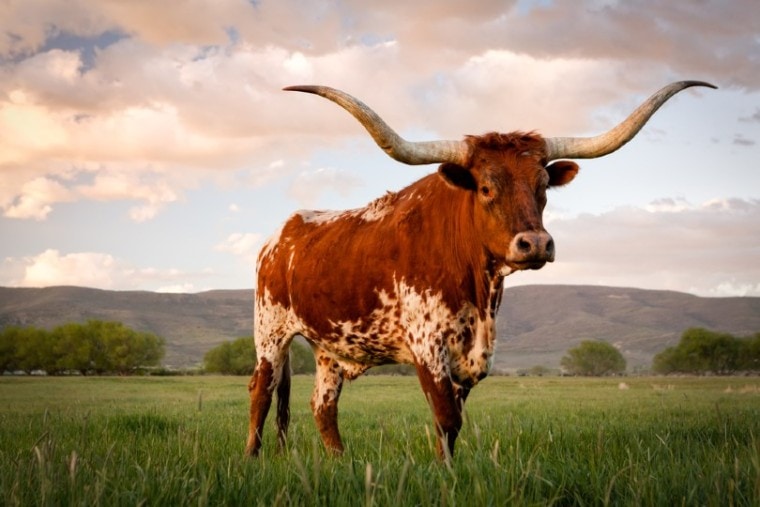 德克萨斯长角牛