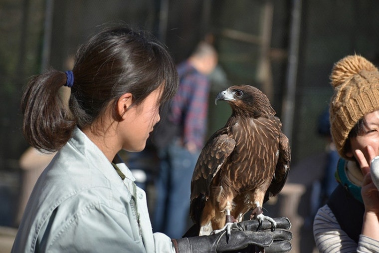 一个女人在动物园里摆弄一只猎鹰