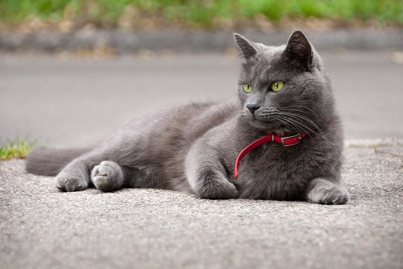 蓝色的猫带有红色平静的衣领躺在沥青上