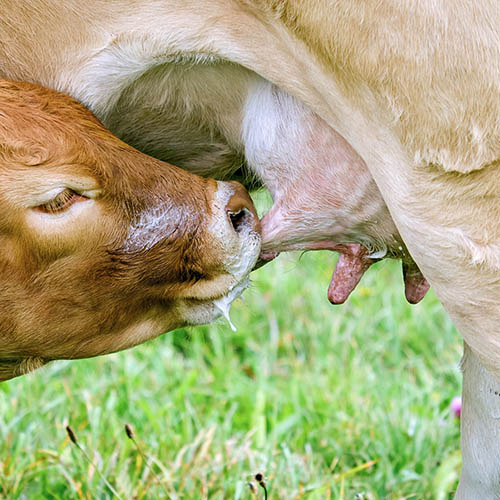 小牛从母牛妈妈那里喝奶