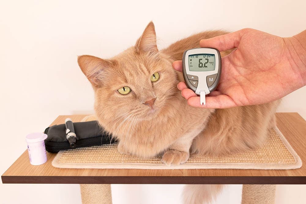 猫血糖监测