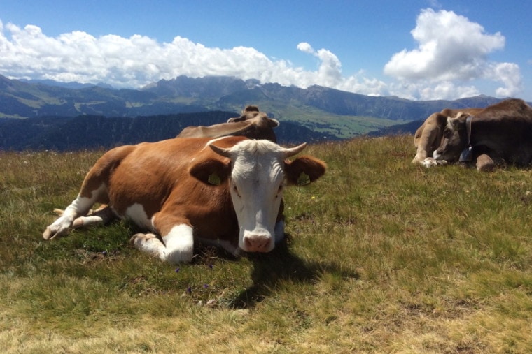 牛躺在草地上