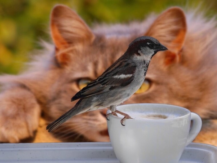猫鸟麻雀咖啡