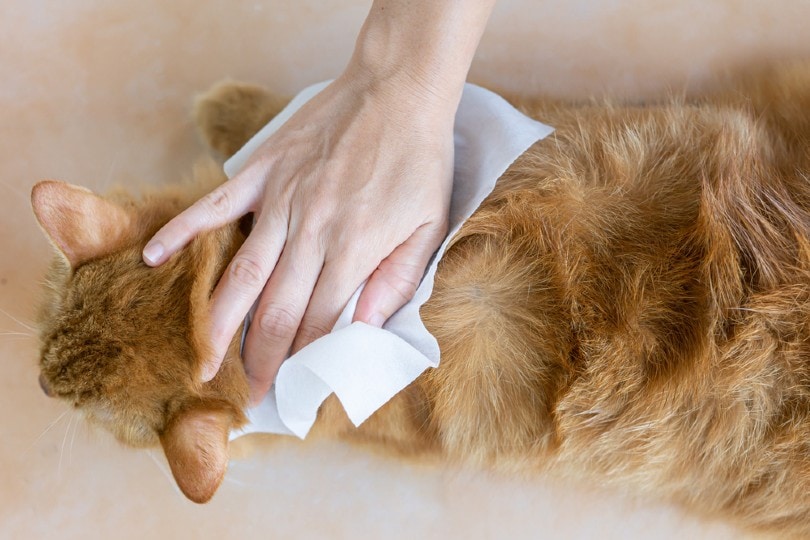 妇女用清洁湿巾擦拭宠物猫