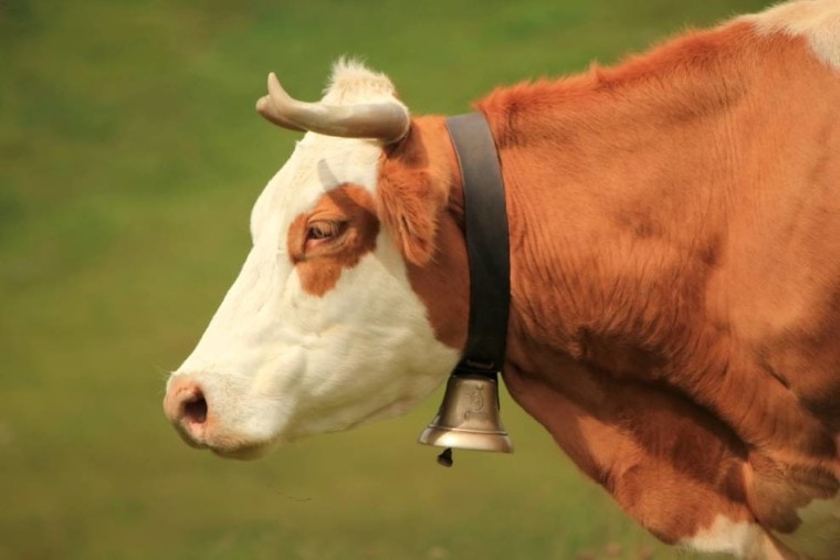 牛穿着铃铛领子