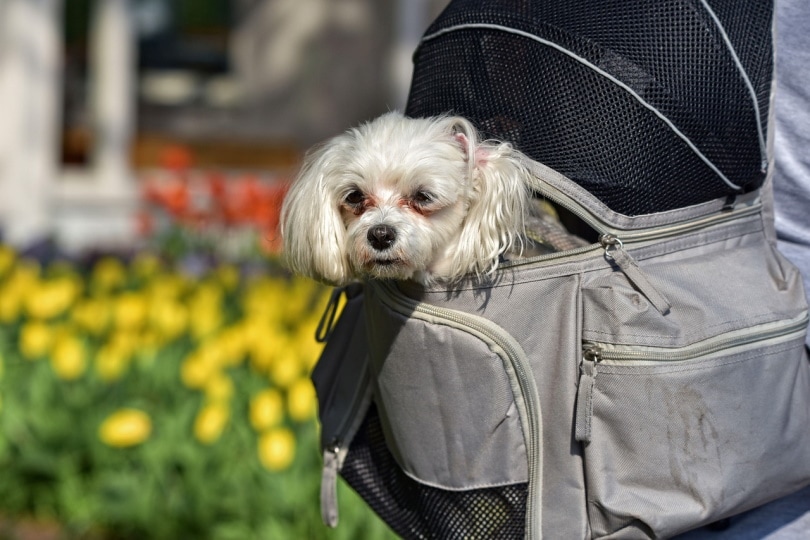 可爱的狗狗在背包里