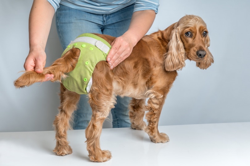 可爱的狗狗穿着尿布