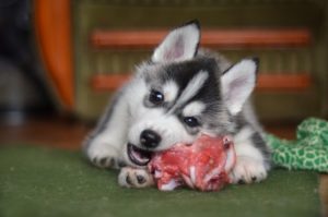 西伯利亚哈士奇小狗正在吃一块肉