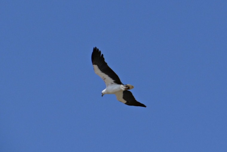白腹海鹰在天空中翱翔
