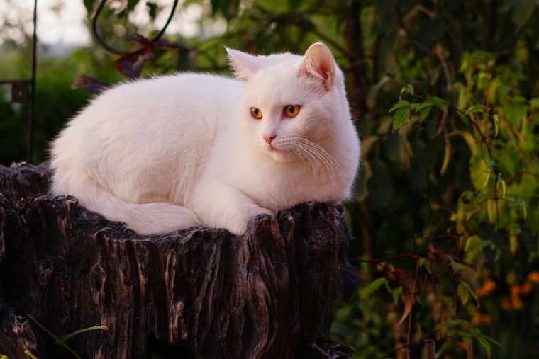 白猫坐在树桩上