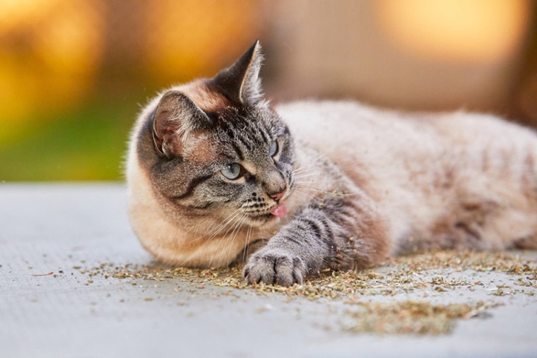 一只暹罗果角猫躺在地板上撒上猫银，舔她的爪子