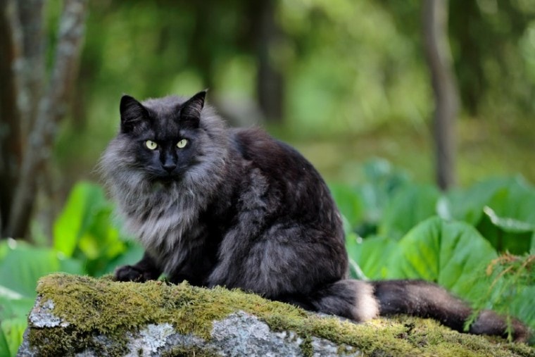 黑烟挪威森林猫