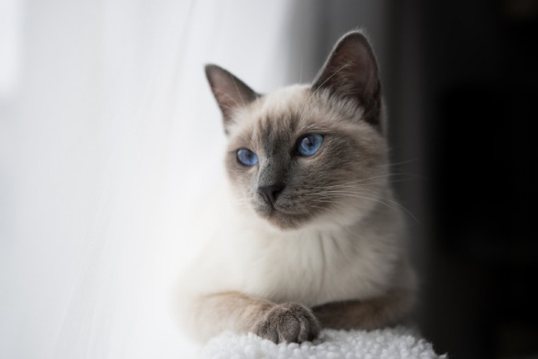 蓝点暹罗猫躺在窗户