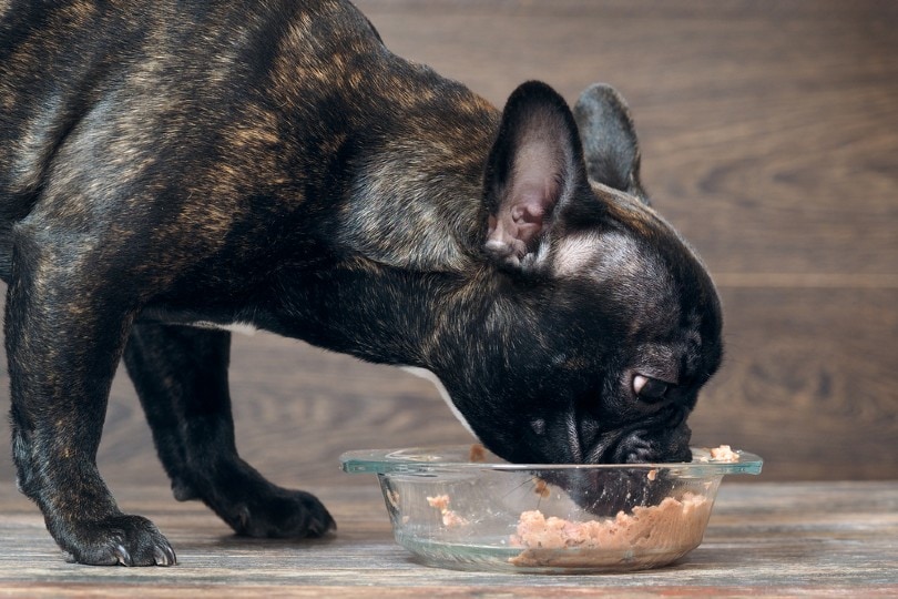 狗狗吃湿食物